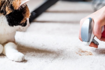 How To Remove Cat Poop From Carpet? Everything You Need To Know
